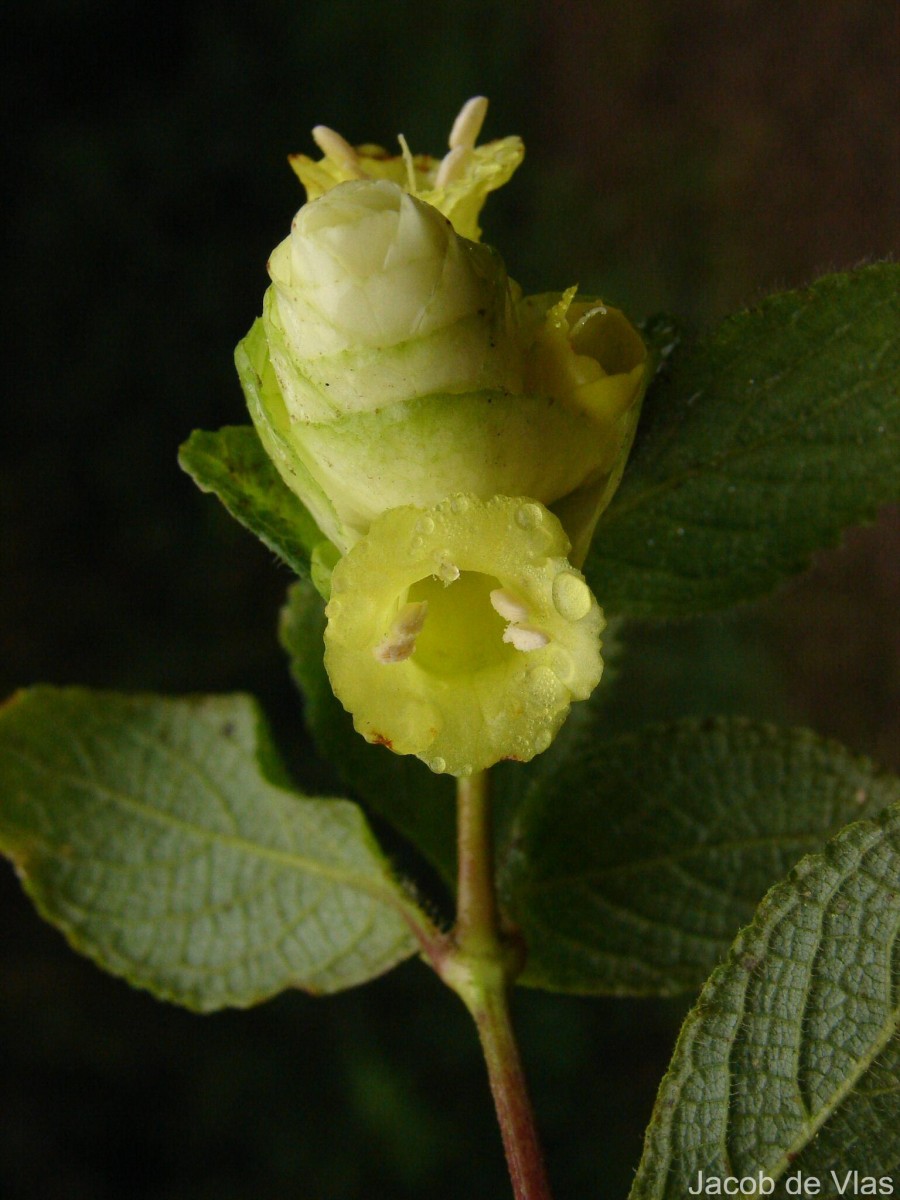 Strobilanthes calycina Nees